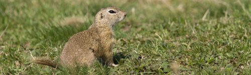 A gopher in a meadow.